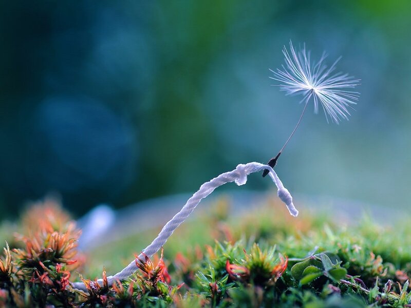 Dandelion Seed on Moss