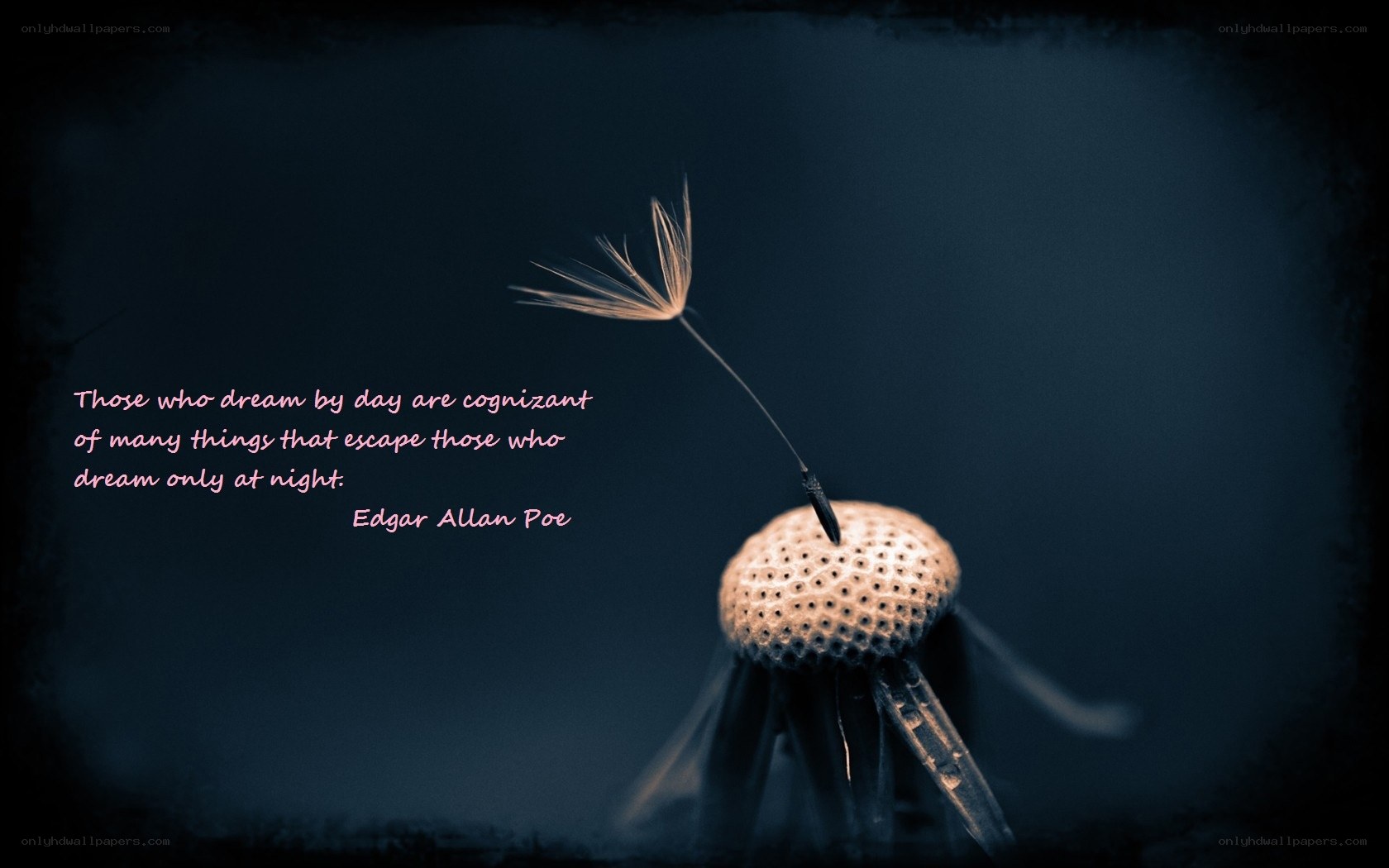 Dandelion seed quote