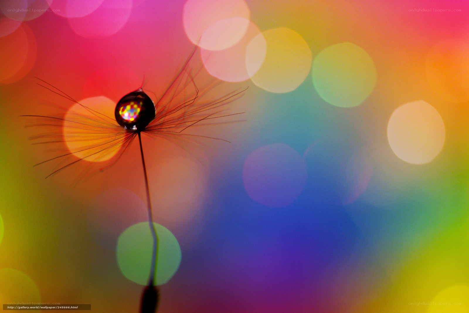Dandelion seed with colorful bokeh