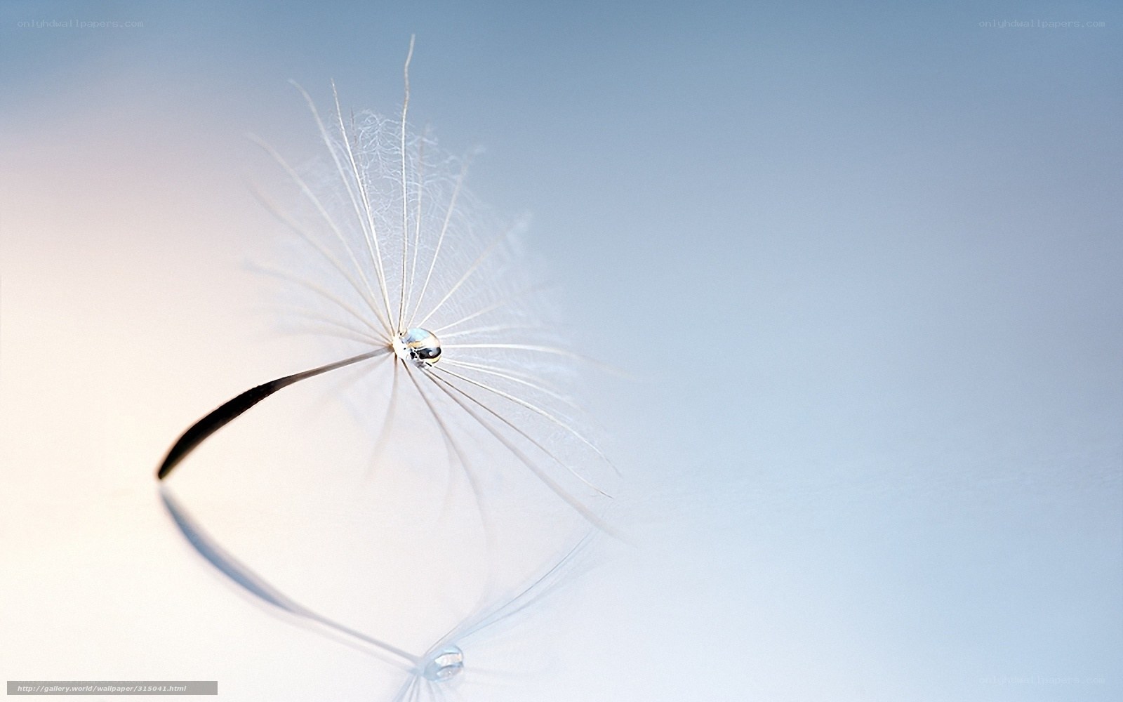 Dandelion seed with dew drop