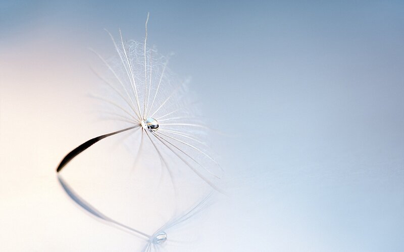 Dandelion seed with dew drop