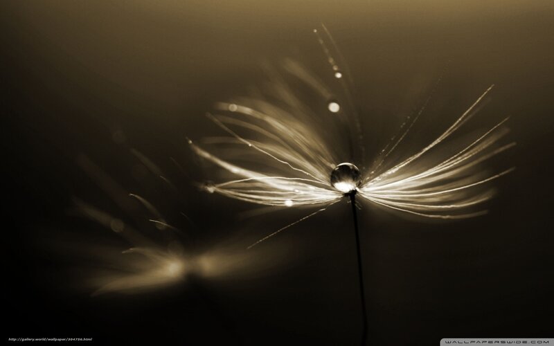 dandelion seed with dew drop