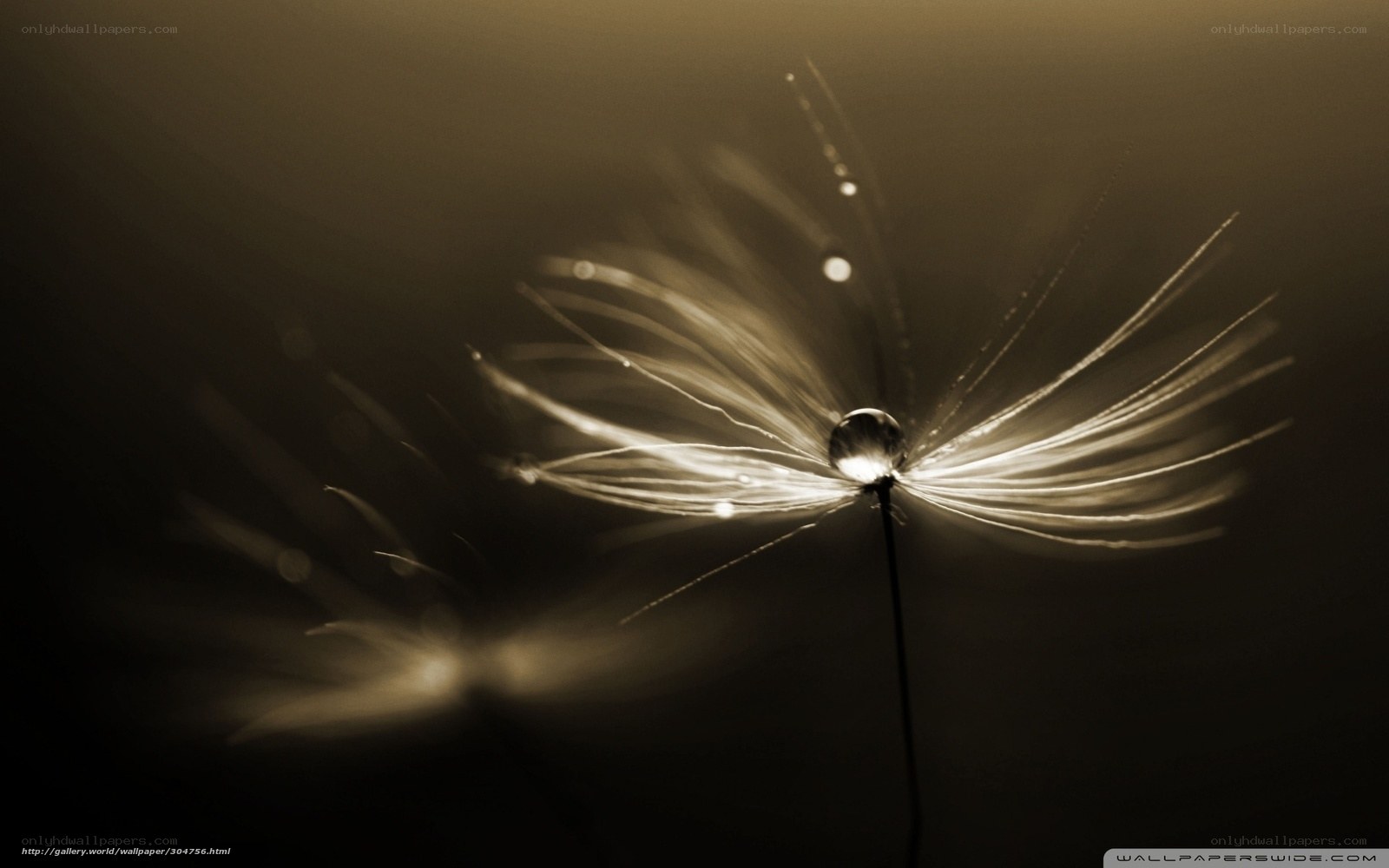 dandelion seed with dew drop