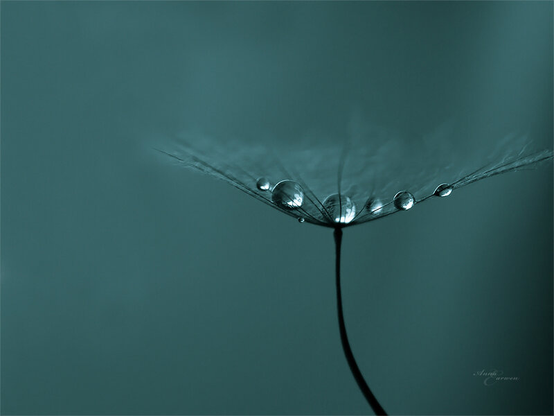 Dandelion seed with dew drops