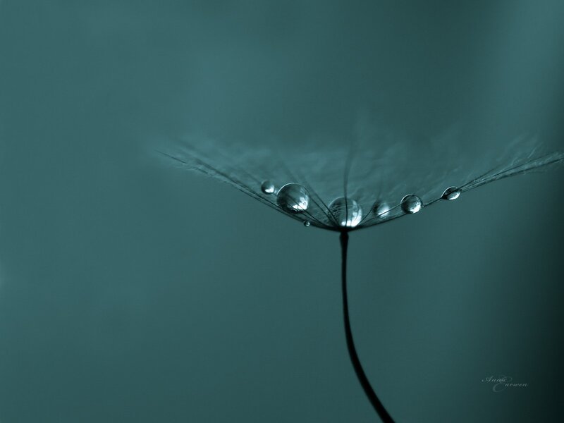 Dandelion seed with dew drops