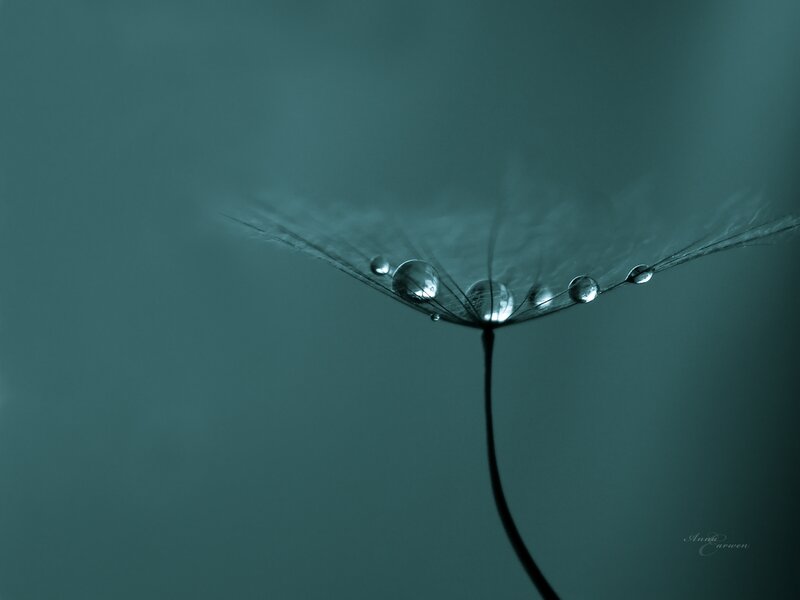 Dandelion seed with dew drops