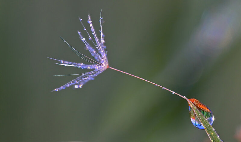 Dandelion Seed with Dew — Green