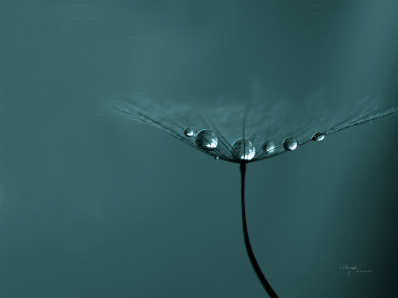 Dandelion Seed with Dew — Teal, Serene, Photograph, Dew Drops
