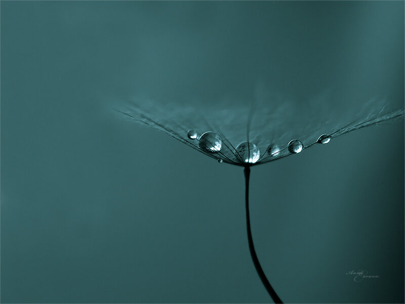 Dandelion Seed with Dew — Teal, Serene, Photograph
