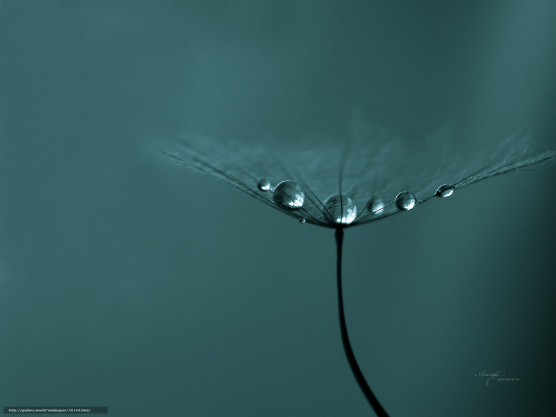 Dandelion Seed with Dew — Teal