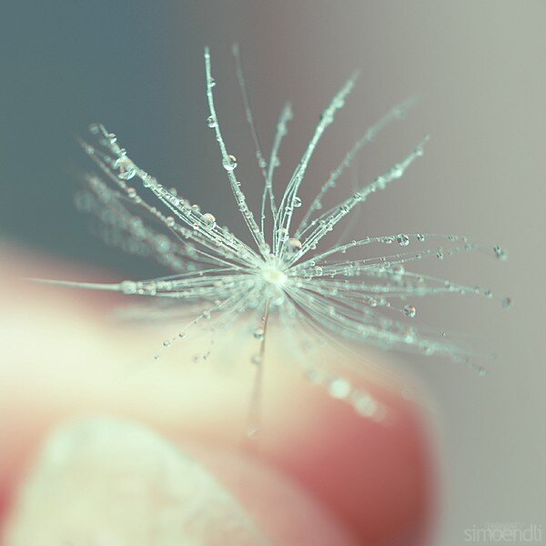 dandelion seed with dew