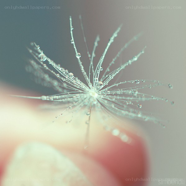 dandelion seed with dew