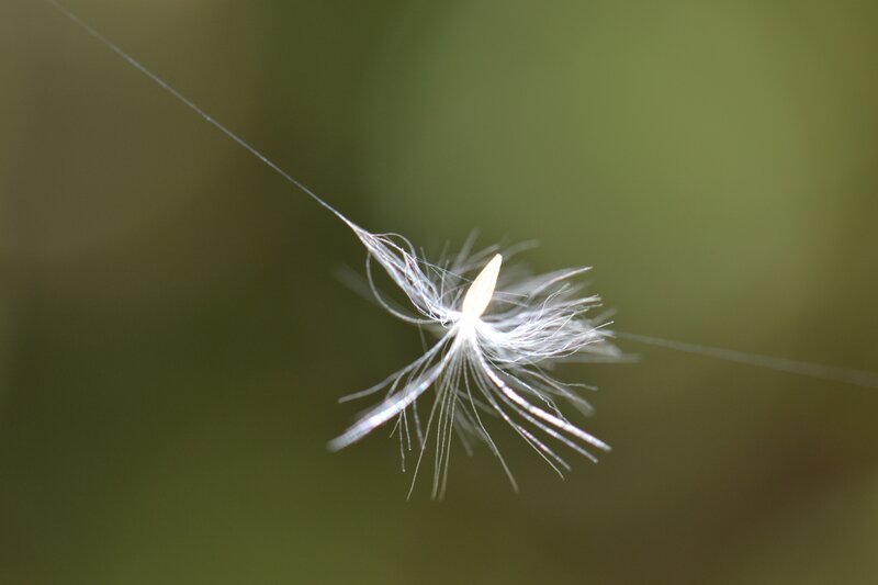 Dandelion Seed with Parachute
