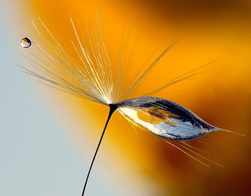 Dandelion seed with water droplet