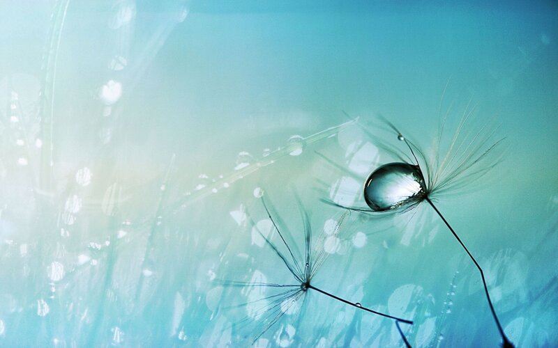 Dandelion Seed with Water Droplet — Blue, Serene, Photograph, Water Droplet, Grass