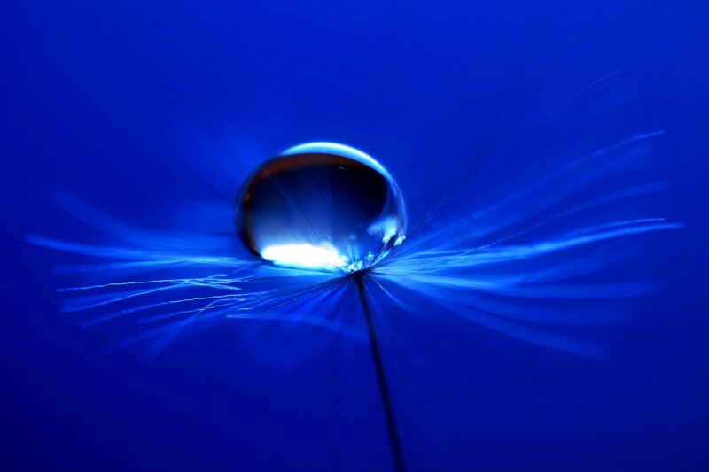 Dandelion Seed with Water Droplet — Blue, Serene