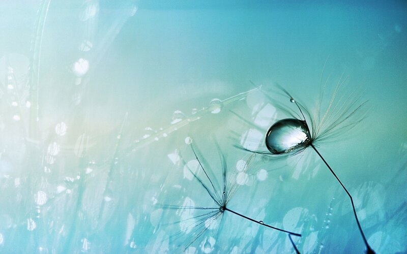 Dandelion Seed with Water Droplet — Blue