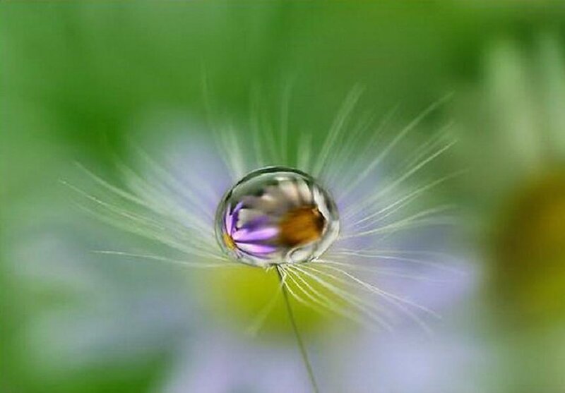 Dandelion Seed with Water Droplet — Green