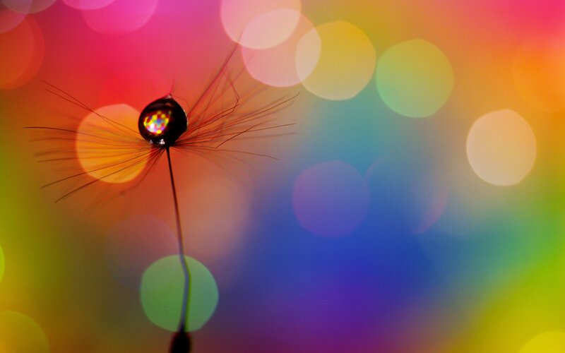 Dandelion Seed with Water Droplet — Rainbow, Colorful