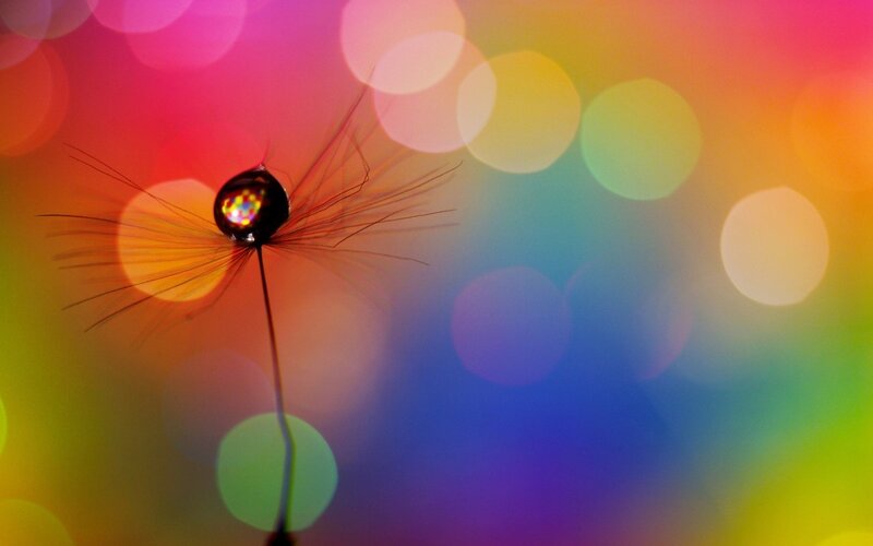 Dandelion Seed with Water Droplet — Rainbow