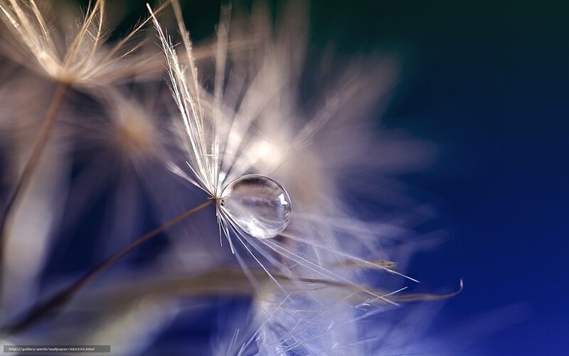 Dandelion seed with water droplet