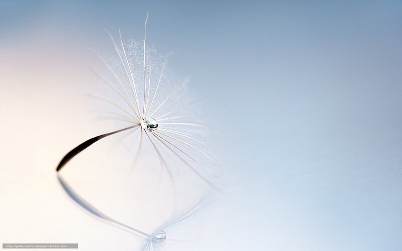 Dandelion Seed with Water Droplet — White
