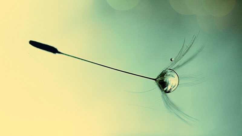 Dandelion Seed with Water Droplet — Yellow