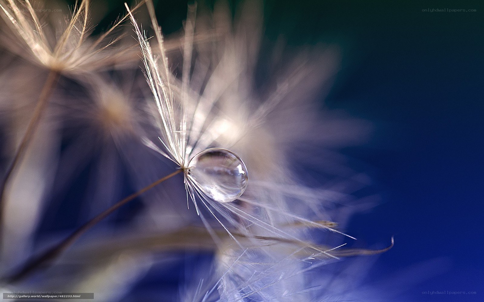 Dandelion seed with water droplet