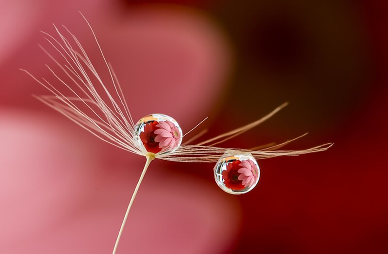 Dandelion Seed with Water Droplets — Red