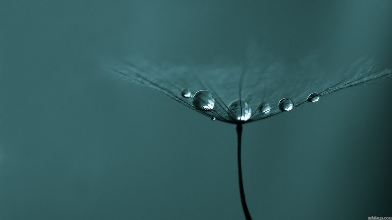 dandelion seed with water droplets