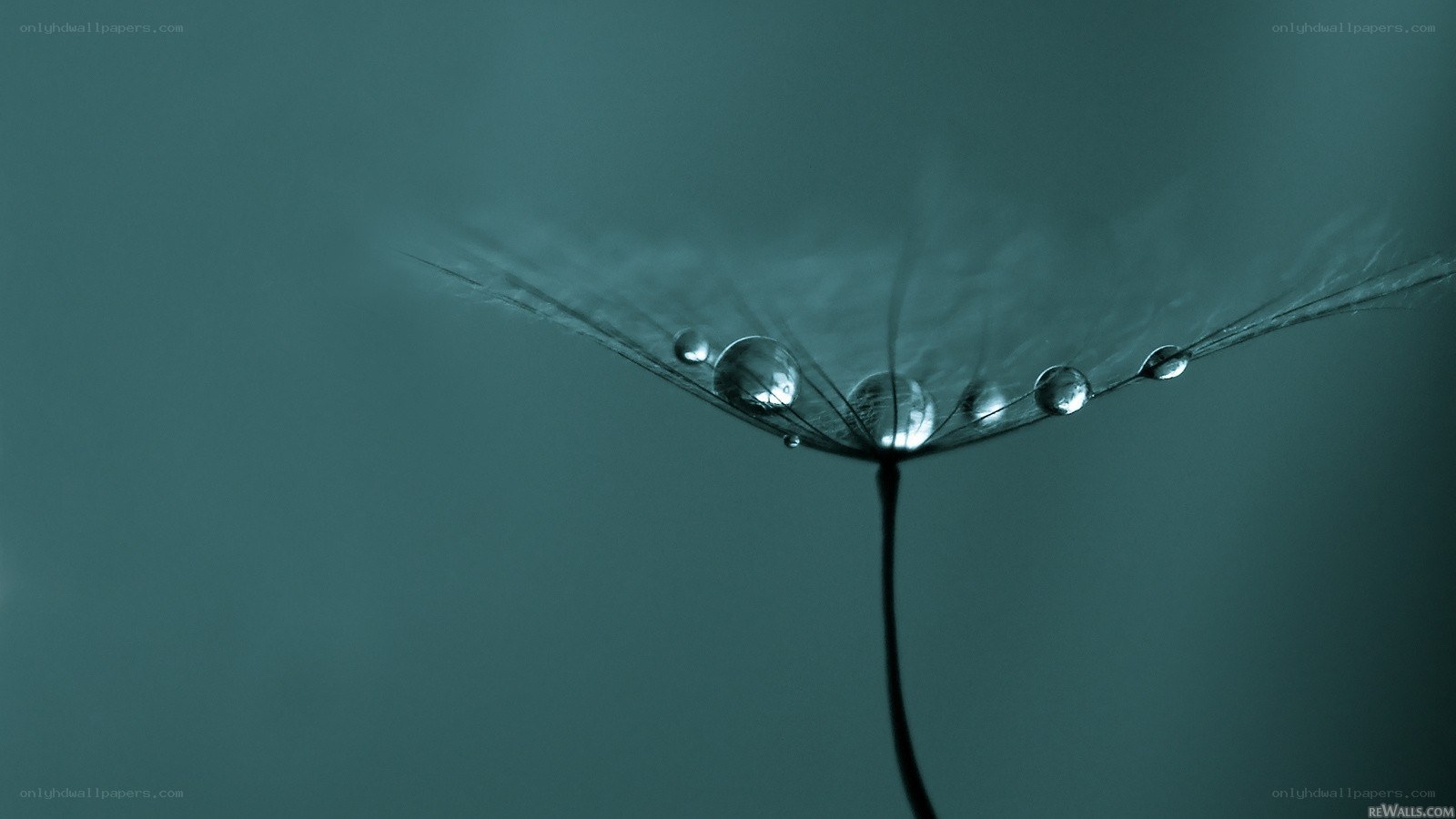 dandelion seed with water droplets
