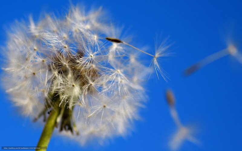 Dandelion seeds against blue sky