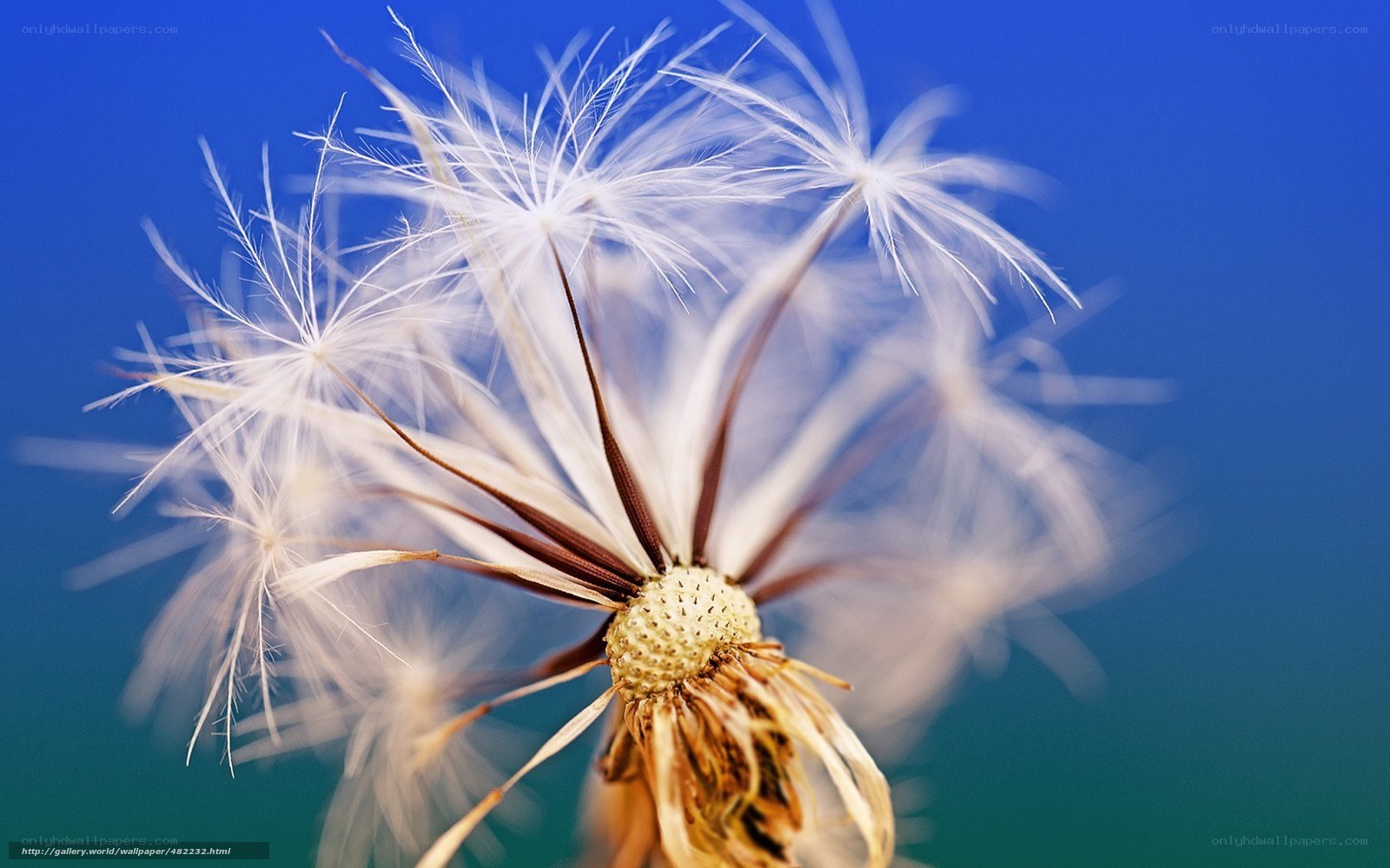 Dandelion seeds against blue sky