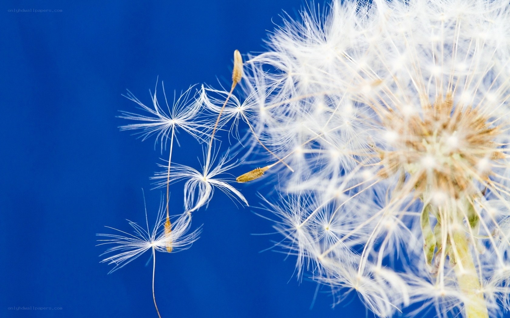 Dandelion seeds against blue sky