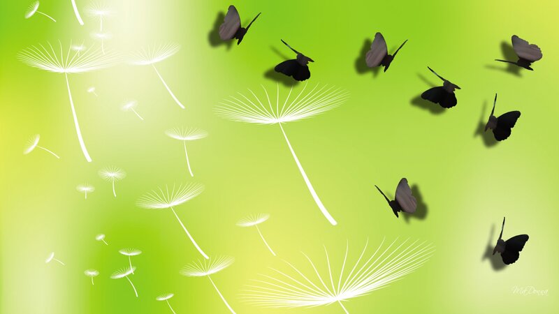 Dandelion Seeds and Butterflies