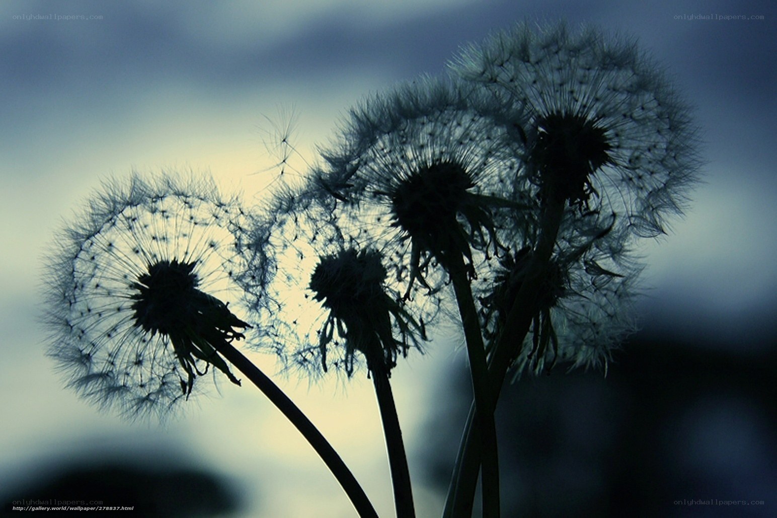 Dandelion seeds at dusk