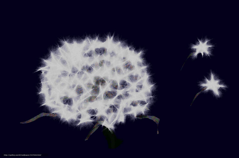 Dandelion seeds at night