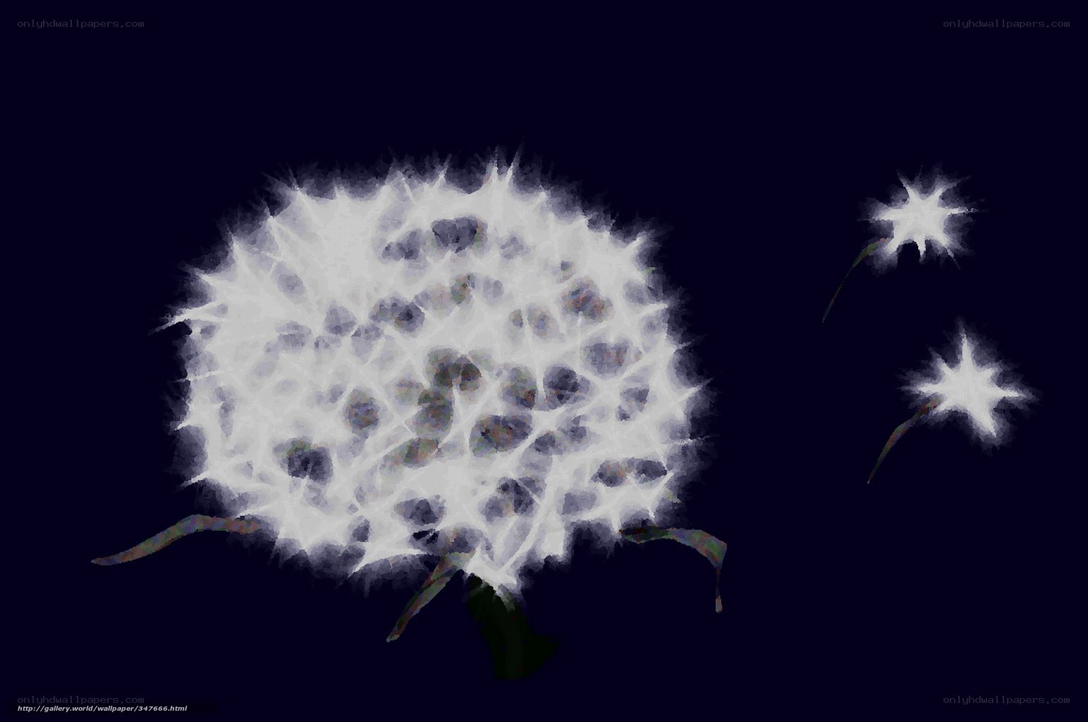 Dandelion seeds at night