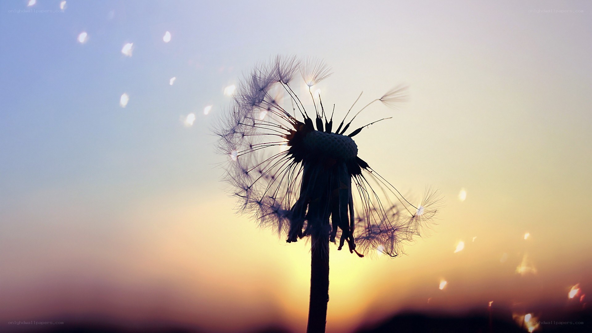 Dandelion seeds at sunset
