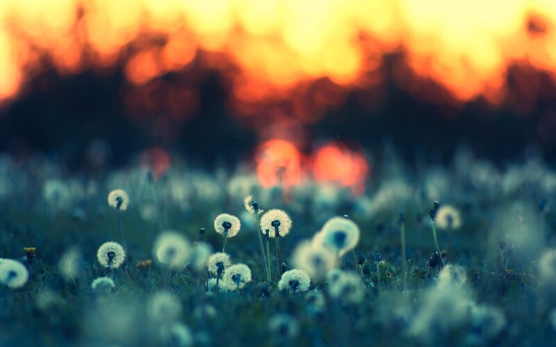 Dandelion Seeds at Sunset — Blue, Serene