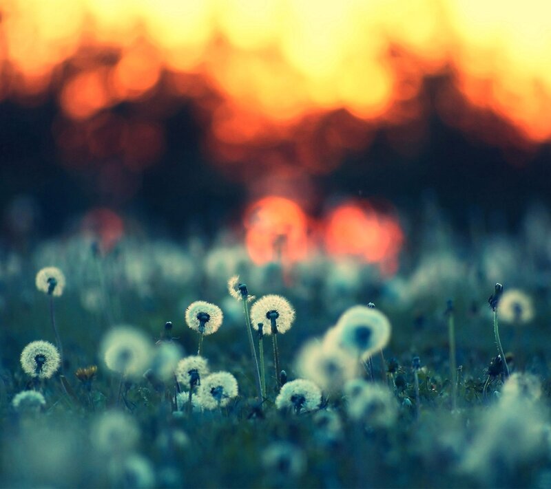 Dandelion Seeds at Sunset — Blue