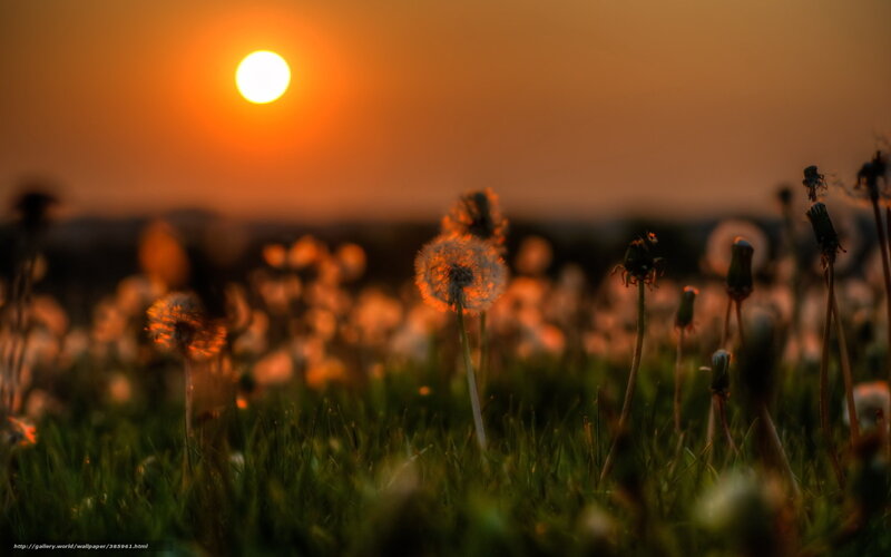Dandelion Seeds at Sunset — Orange, Serene