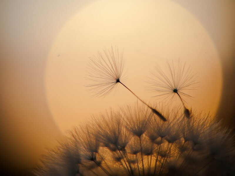 Dandelion Seeds at Sunset — Orange