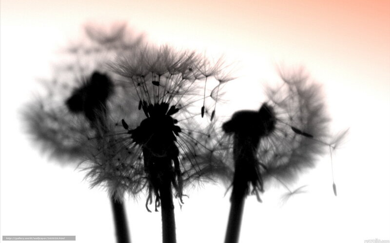 Dandelion seeds at sunset