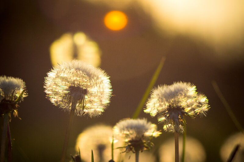 Dandelion Seeds at Sunset — White
