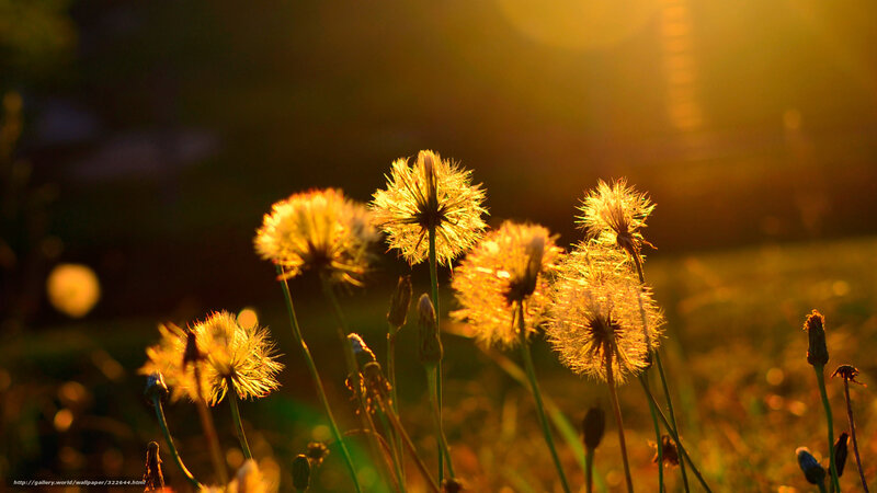 Dandelion Seeds at Sunset — Yellow, Serene