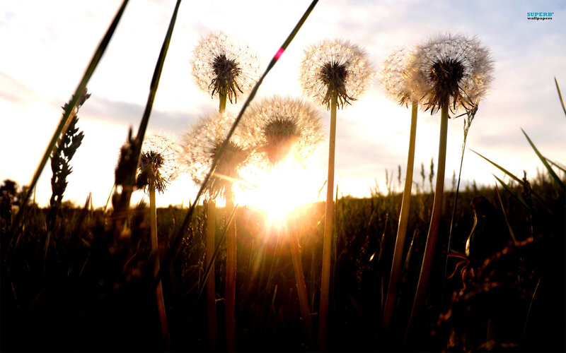 Dandelion Seeds at Sunset — Yellow