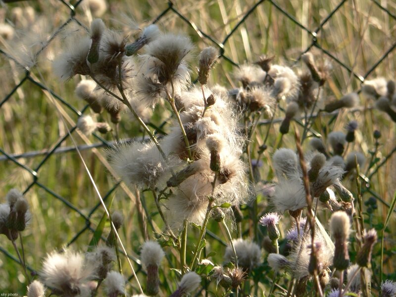 Dandelion seeds behind fence