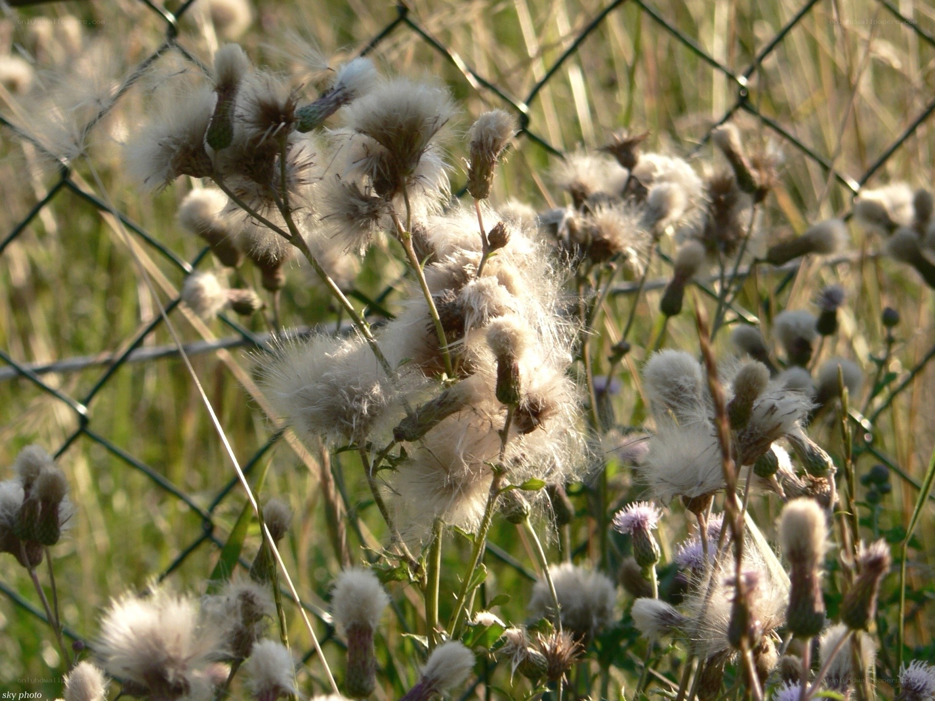 Dandelion seeds behind fence