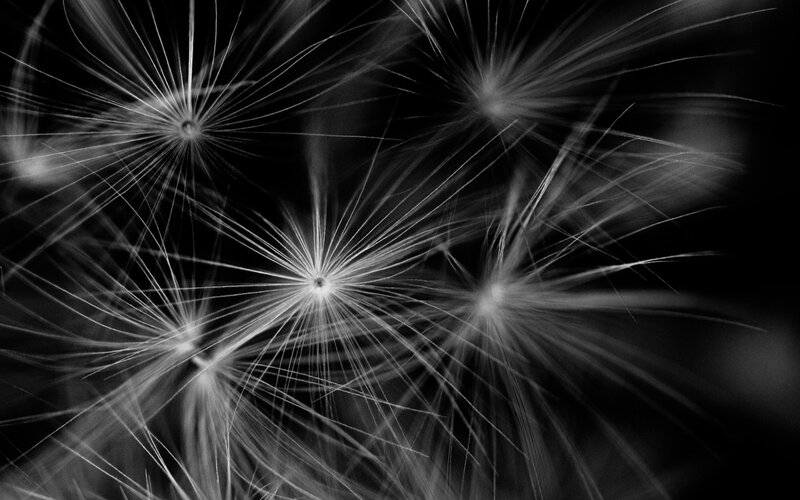 Dandelion Seeds — Black, Serene, Photograph